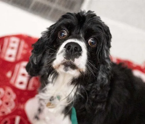 A baby small-sized female Bicolor Cocker Spaniel dog named Bella H for adoption in Parker, CO