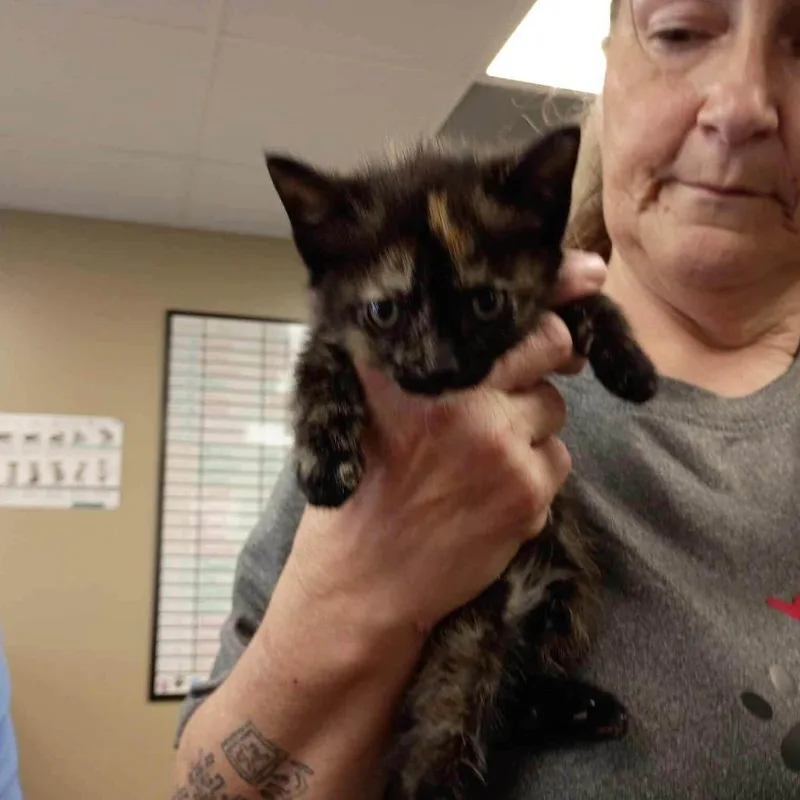 A baby small-sized female Dilute Tortoiseshell cat named Bibi for adoption in Alexandria, VA