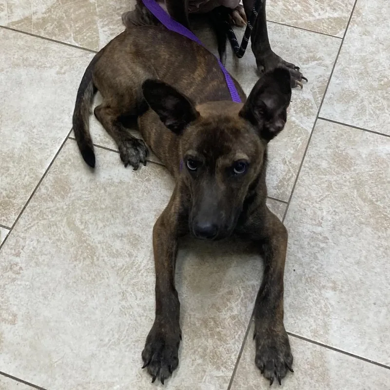 An adult medium-sized female Brindle Catahoula Leopard Dog dog named Elphaba for adoption in Galveston, TX