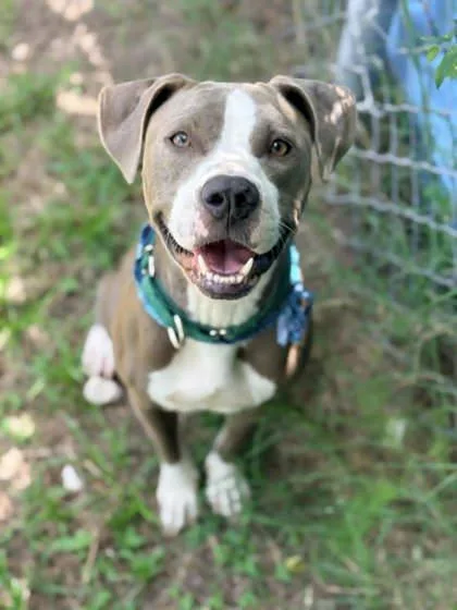 A young medium-sized female Bicolor American Staffordshire Terrier dog named Lilly for adoption in Inverness, FL