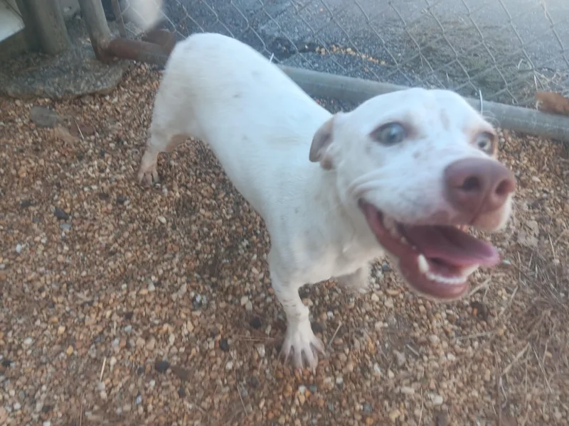 A young medium-sized male Mixed Breed dog named Linus for adoption in North Little Rock, AR