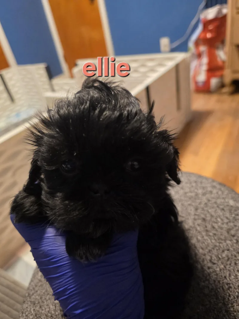 Ellie
