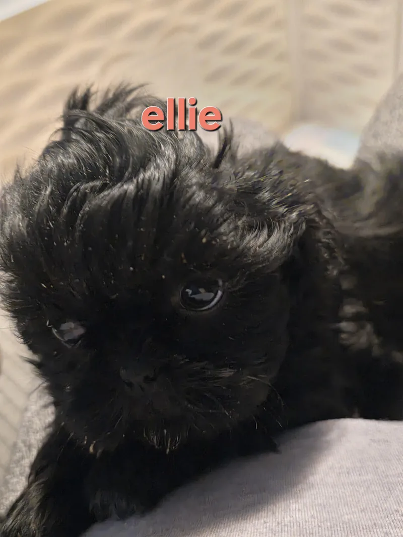 Ellie thumbnail 4