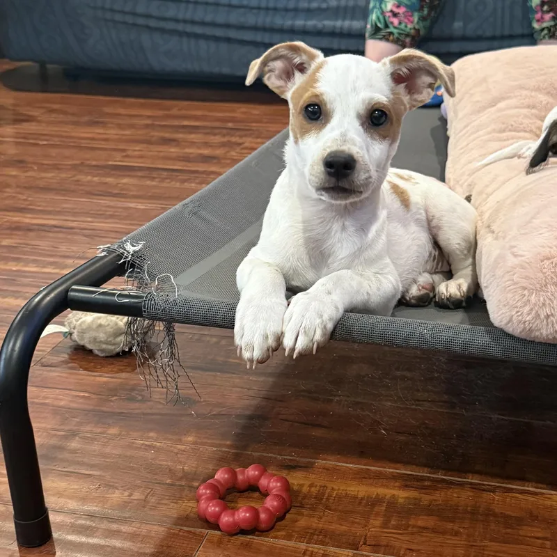 A baby small-sized female Red / Chestnut / Orange Chihuahua dog named Horchata for adoption in citrus heights, CA