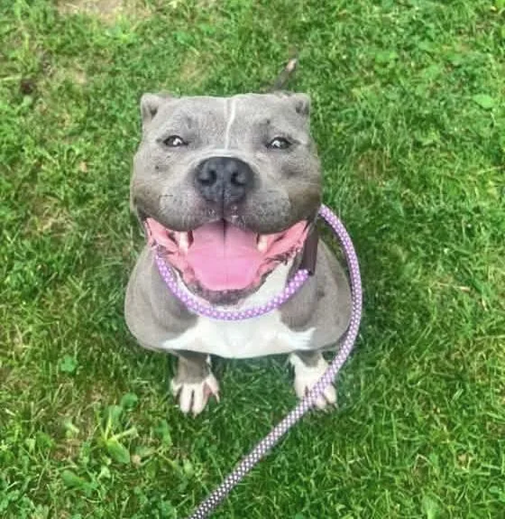 An adult medium-sized female Gray / Blue / Silver Pit Bull Terrier dog named Aviora for adoption in Chicago, IL