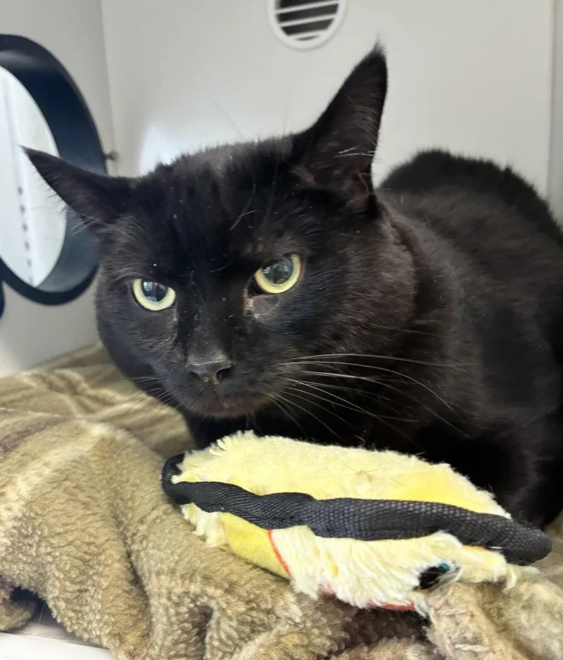 An adult large-sized male Black Domestic Short Hair cat named James for adoption in Mason City, IA