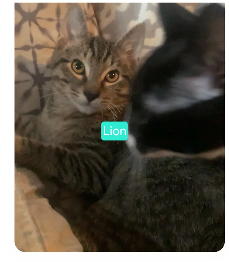 A young medium-sized male Domestic Short Hair cat named Lion for adoption in Tacoma, WA