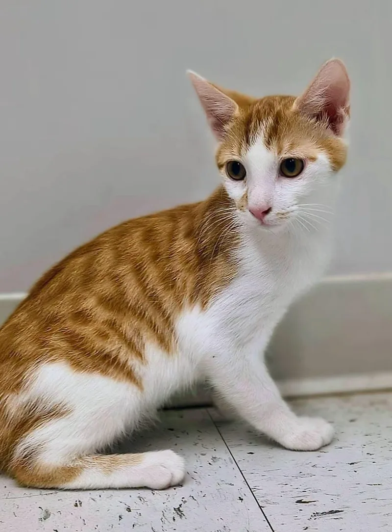 A baby medium-sized male Tabby (Orange / Red) Domestic Short Hair cat named Piper for adoption in Oriental, NC
