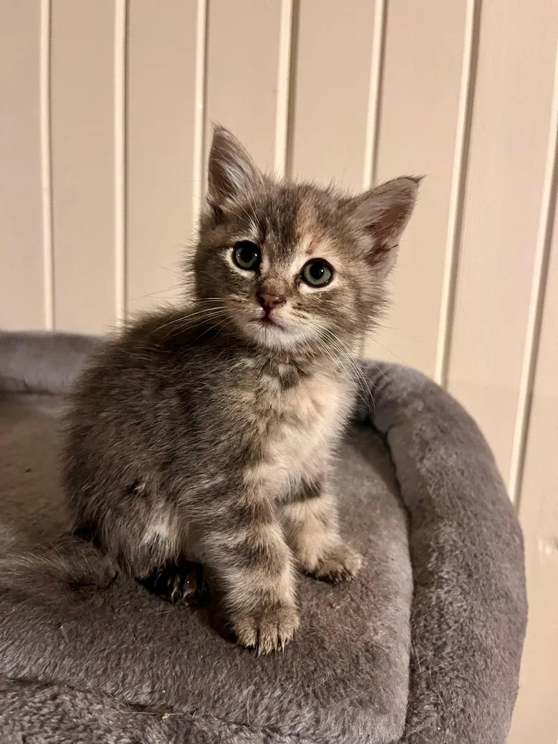 A baby medium-sized female Dilute Tortoiseshell cat named The T Littertulip for adoption in Mattoon, IL