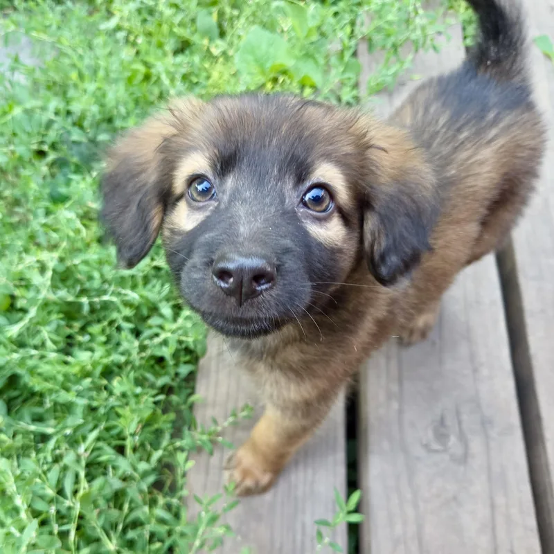 A baby medium-sized female Brown / Chocolate Shepherd dog named Bee for adoption in Prior Lake, MN