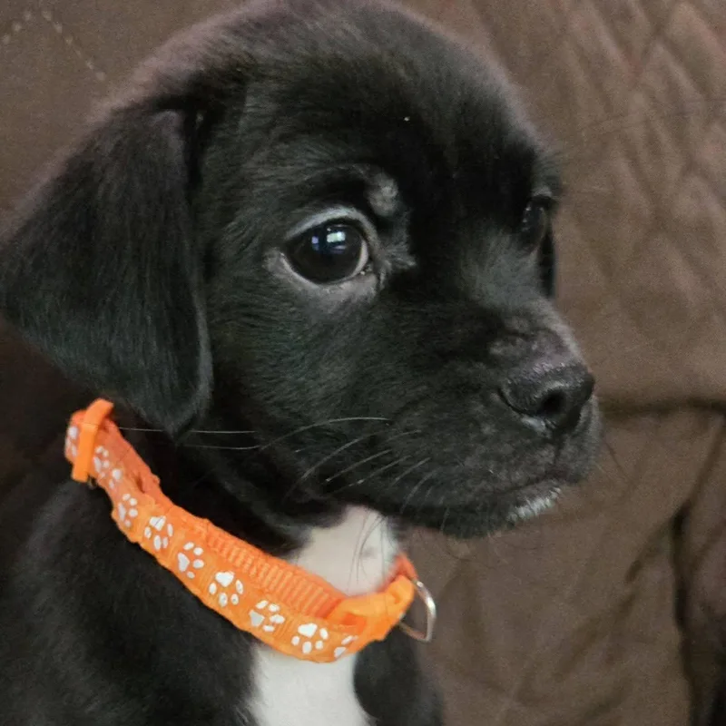 A baby small-sized male Shih Tzu dog named Tatoo for adoption in Springfield, MO