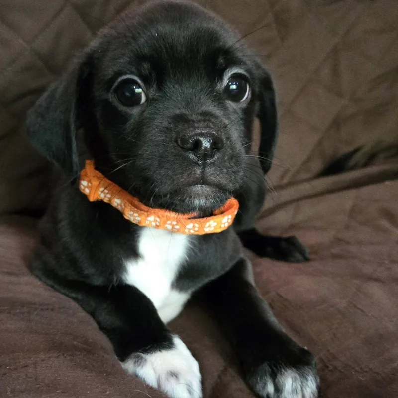 Tatoo thumbnail 2