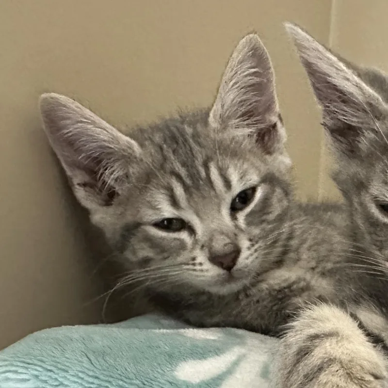 A baby small-sized male Gray / Blue / Silver Domestic Short Hair cat named Bellamy for adoption in Opelika, AL