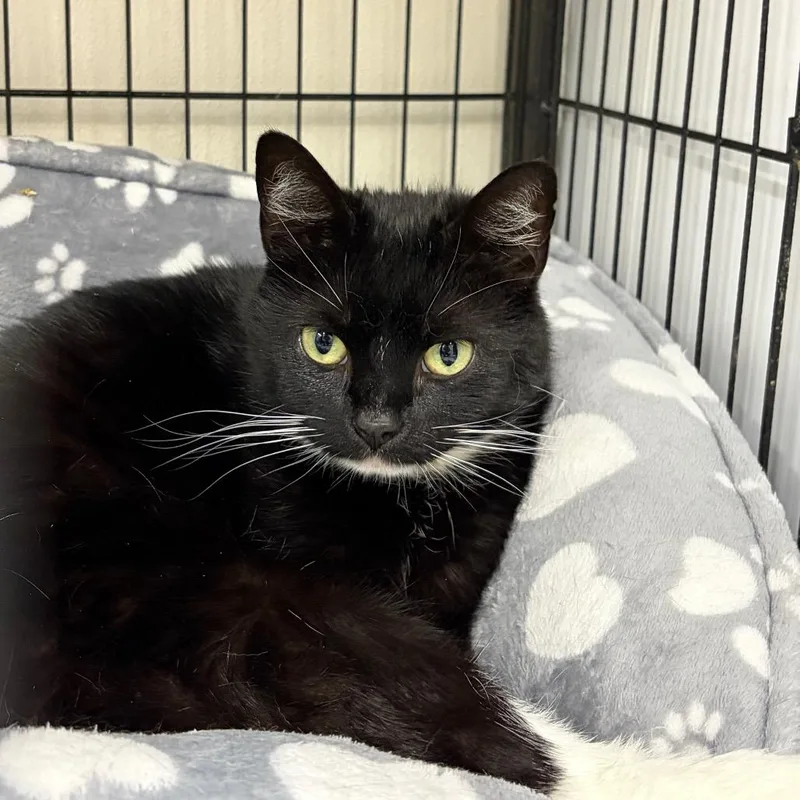 A young medium-sized female Black Domestic Short Hair cat named Pretty Lady for adoption in Ridgely, MD