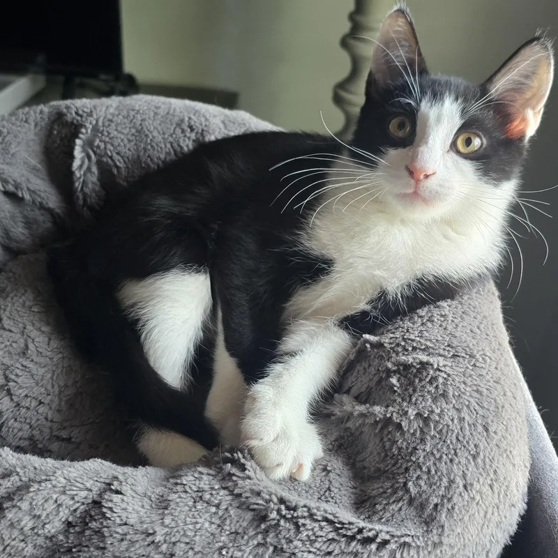 A baby small-sized male Domestic Short Hair cat named Romeo for adoption in Eagan, MN