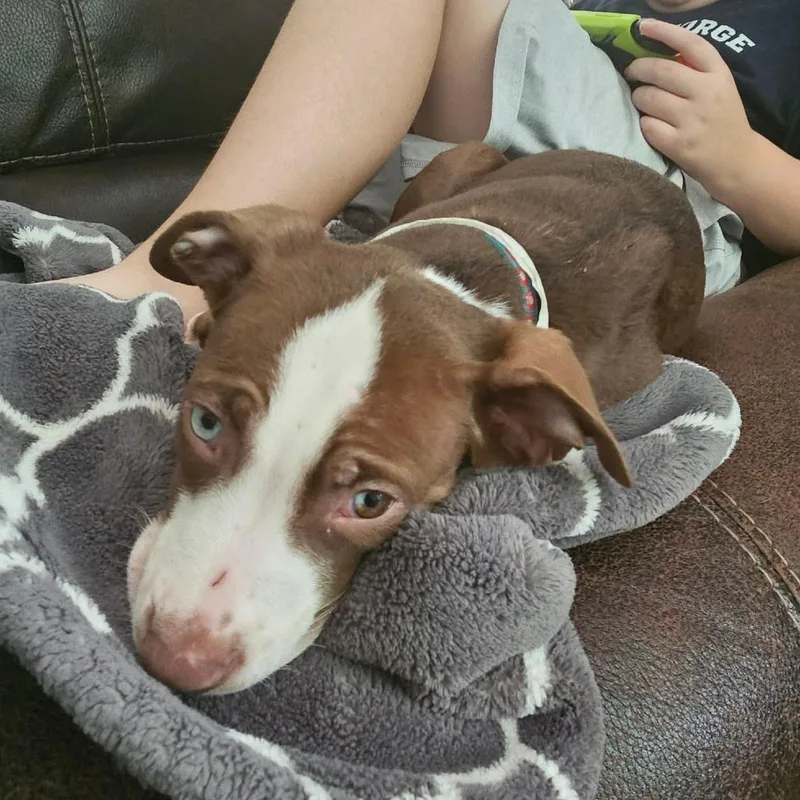 A baby small-sized female Brown / Chocolate Mixed Breed dog named Shift for adoption in Fredericksburg, VA