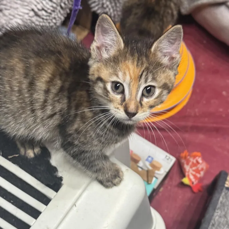 A baby small-sized female Torbie Domestic Short Hair cat named Viola for adoption in North Branford, CT