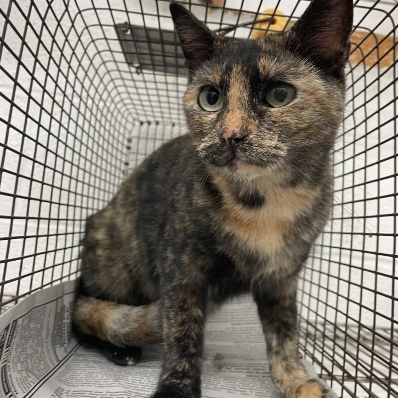 A senior small-sized female Black Domestic Short Hair cat named Stormy for adoption in Edinburg, TX