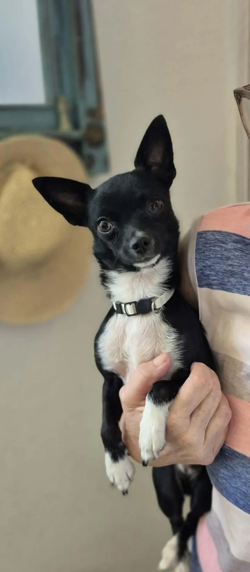 A baby small-sized female Chihuahua dog named Apple for adoption in Media, PA