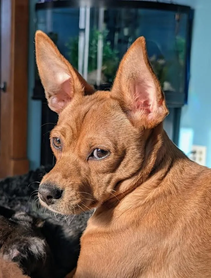 Canelita thumbnail 2