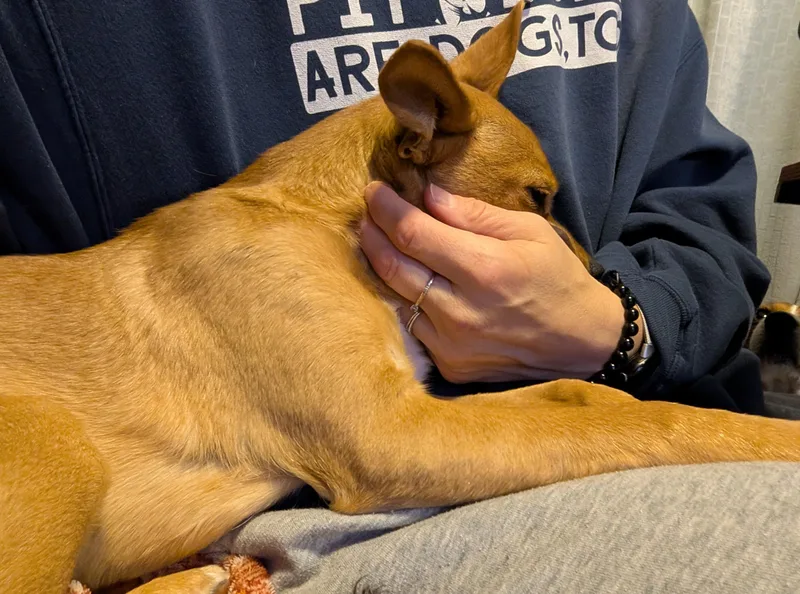 Canelita thumbnail 3