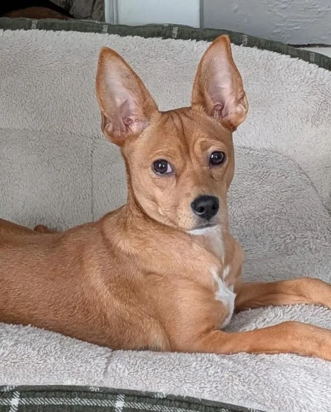 Canelita thumbnail 4