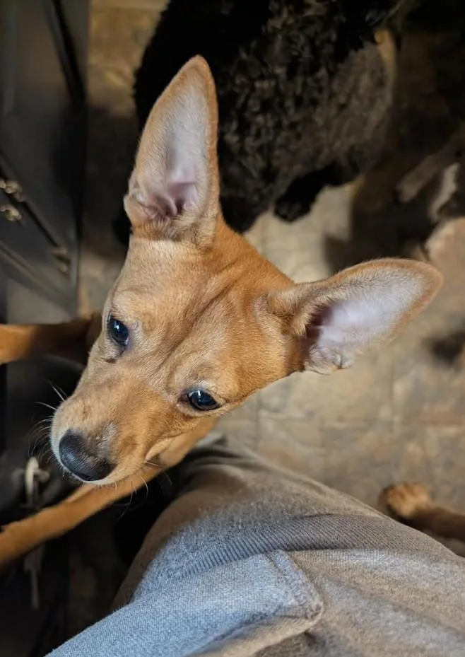 Canelita thumbnail 5