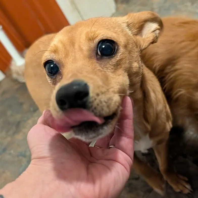 Canelita thumbnail 6