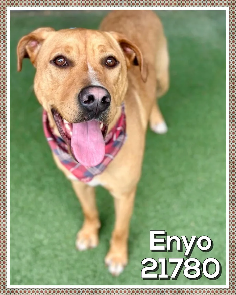 An adult large-sized female Brown / Chocolate Hound dog named Enyo for adoption in Marietta, GA