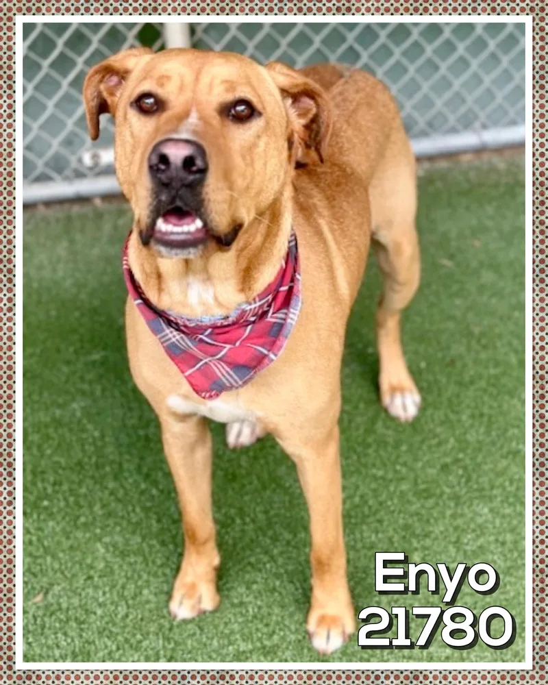 Enyo thumbnail 3