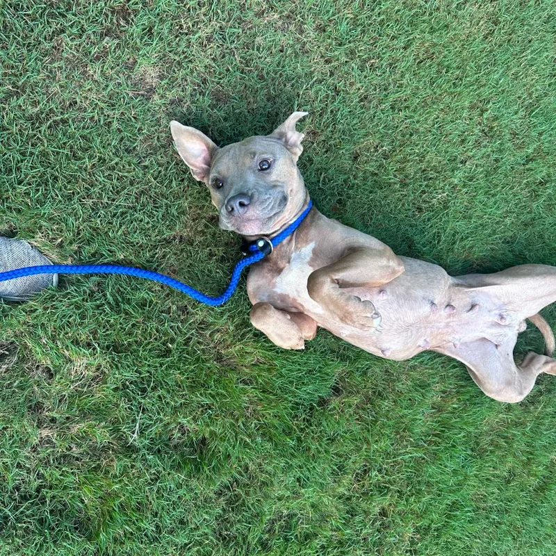 An adult medium-sized female Brown / Chocolate Mixed Breed dog named Diamond for adoption in Columbus, GA