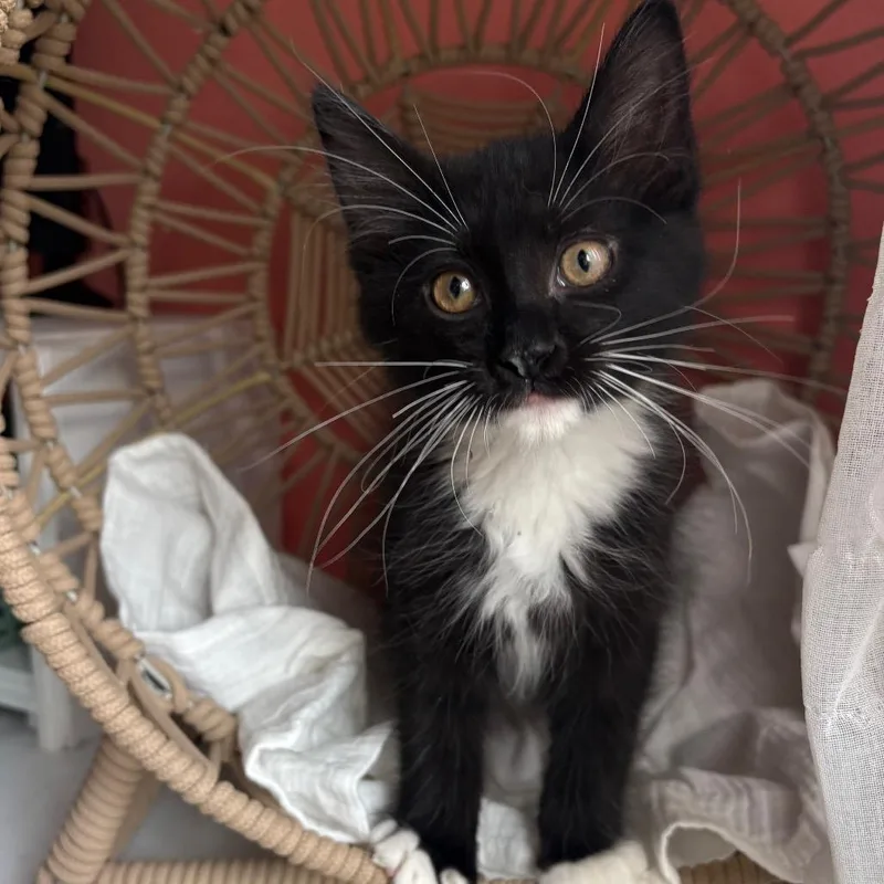 A baby small-sized male Black Domestic Long Hair cat named Dawson for adoption in Lexington, KY