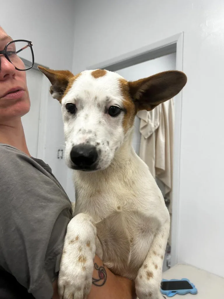 A baby large-sized female Mixed Breed dog named Puntkin for adoption in Thousand Oaks, CA