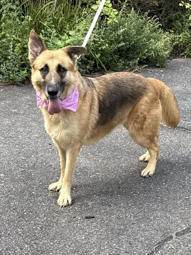 An adult large-sized female German Shepherd Dog dog named Anya for adoption in Old Westbury, NY
