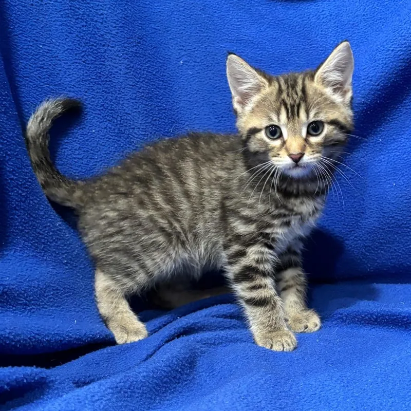 A baby small-sized male Gray / Blue / Silver Domestic Short Hair cat named Ducky for adoption in Smithville, TN