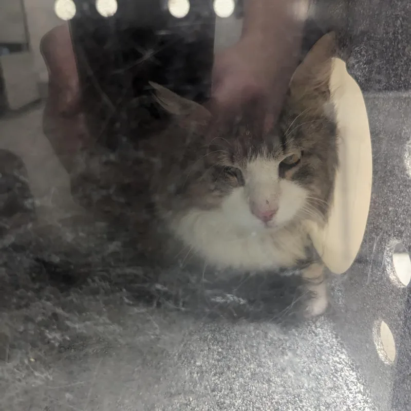 A young large-sized male Gray / Blue / Silver Domestic Long Hair cat named Ravioli for adoption in Charlottesville, VA