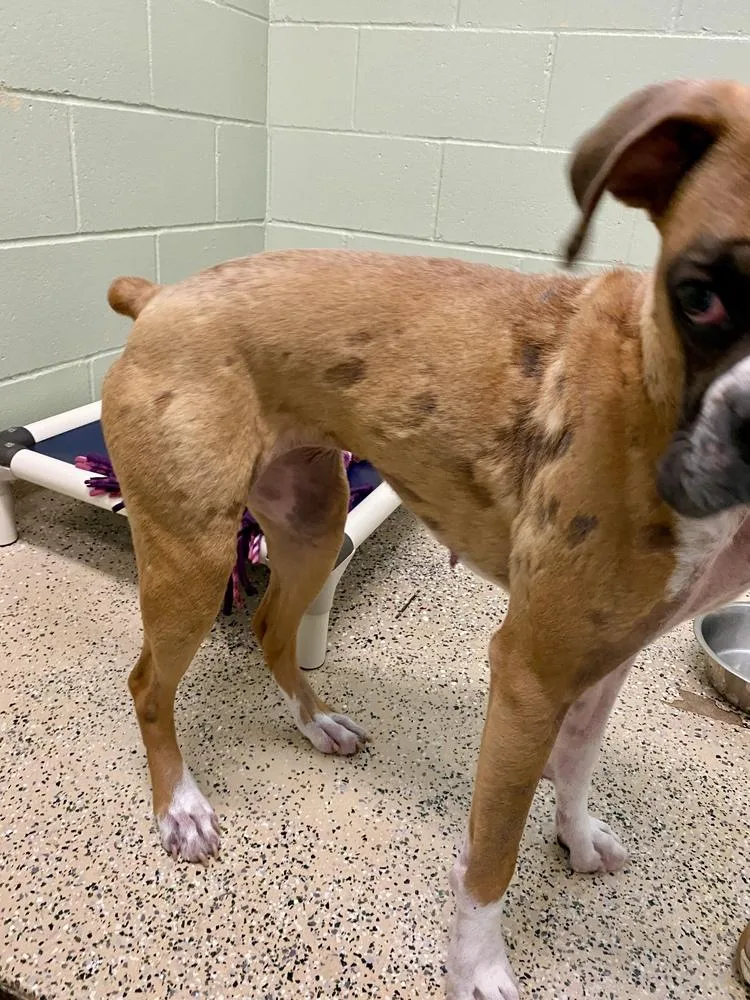 An adult medium-sized female Boxer dog named Brillo for adoption in Hewitt, TX