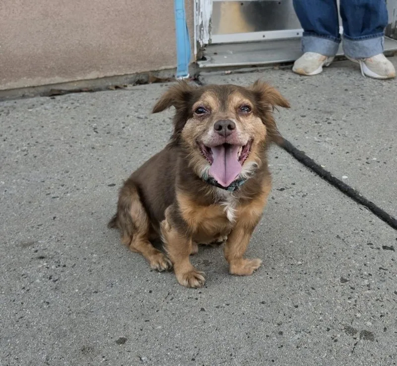 An adult small-sized male Brown / Chocolate Dachshund dog named No Name Yet for adoption in West Orange, NJ