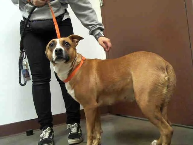 An adult large-sized female Pit Bull Terrier dog named Spice for adoption in Mesa, AZ