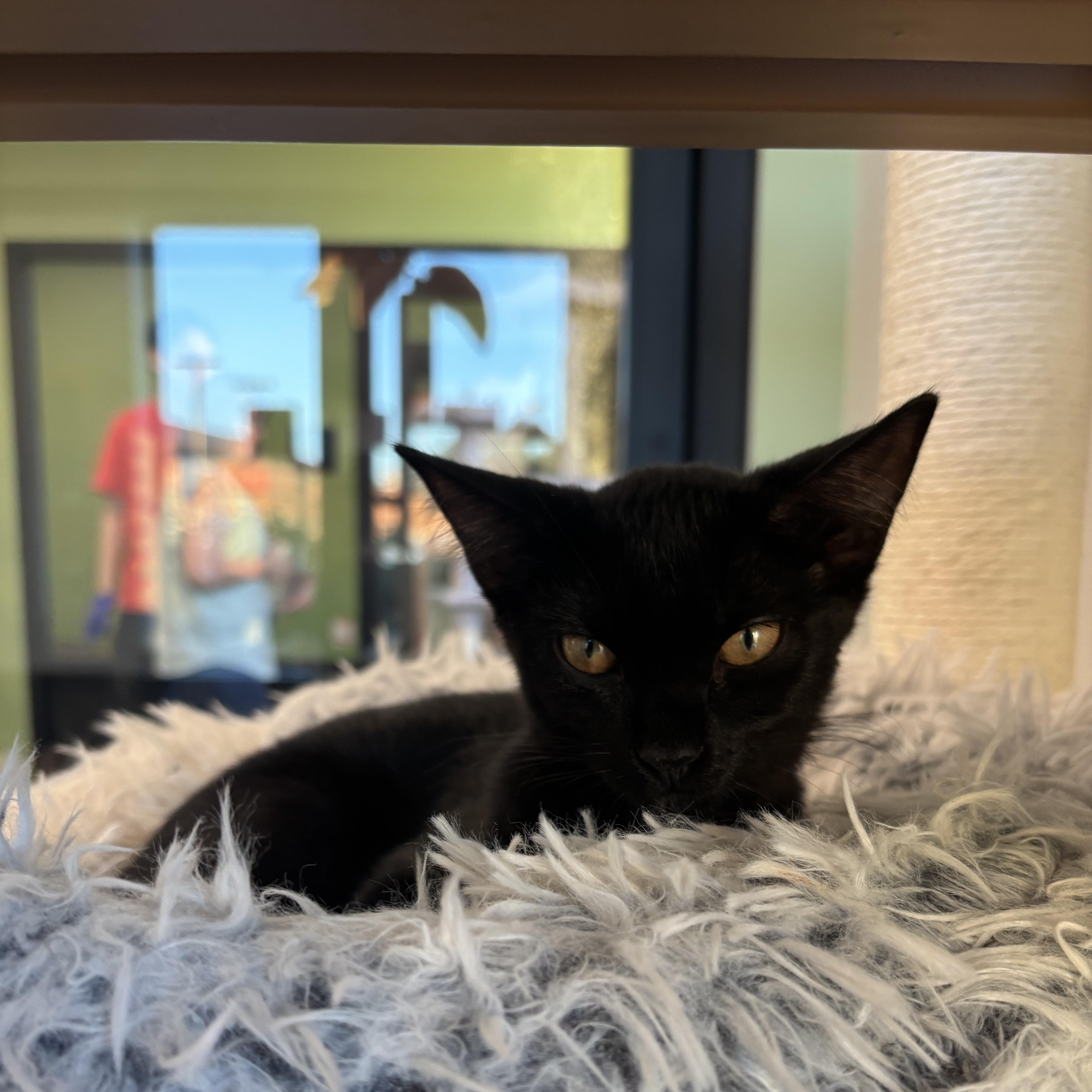 A young medium-sized female Black Domestic Short Hair cat named Bisque for adoption in Evanston, IL