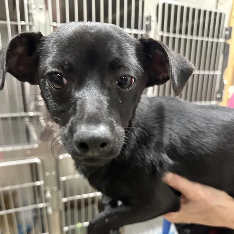 A young small-sized female Chihuahua dog named Joyce for adoption in Upland, CA