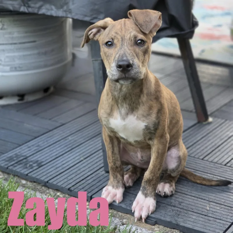 A baby medium-sized female Terrier dog named Zayda for adoption in Ellicott City, MD