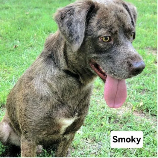 Smokey