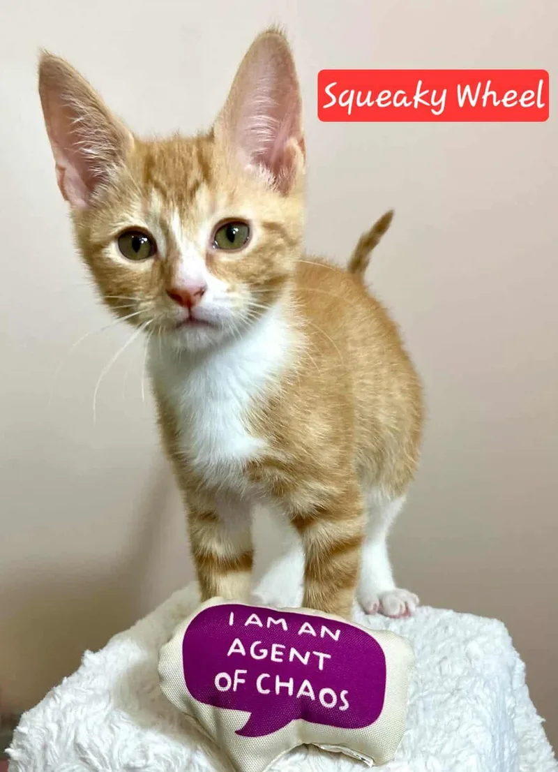 Squeaky Wheel thumbnail 2