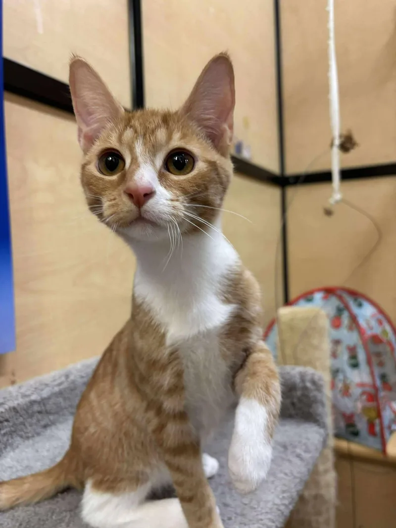 Squeaky Wheel thumbnail 3