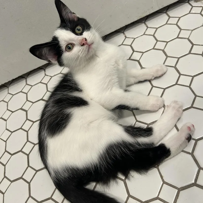 A baby small-sized male Black Domestic Short Hair cat named Bailey for adoption in Pittsburgh, PA