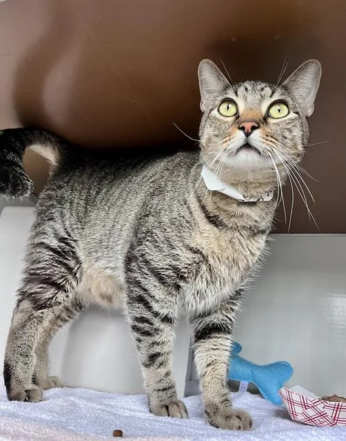 An adult medium-sized male Domestic Medium Hair cat named Fluffy for adoption in San Francisco, CA