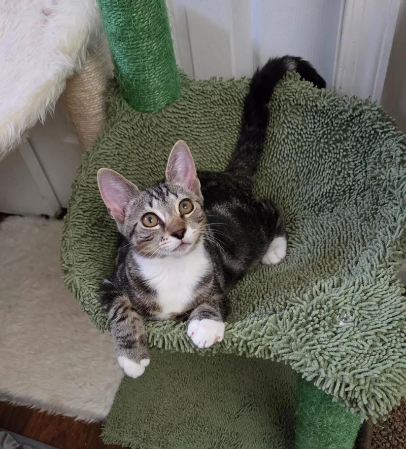 A baby medium-sized female Domestic Short Hair cat named Abbie for adoption in Lancaster, PA