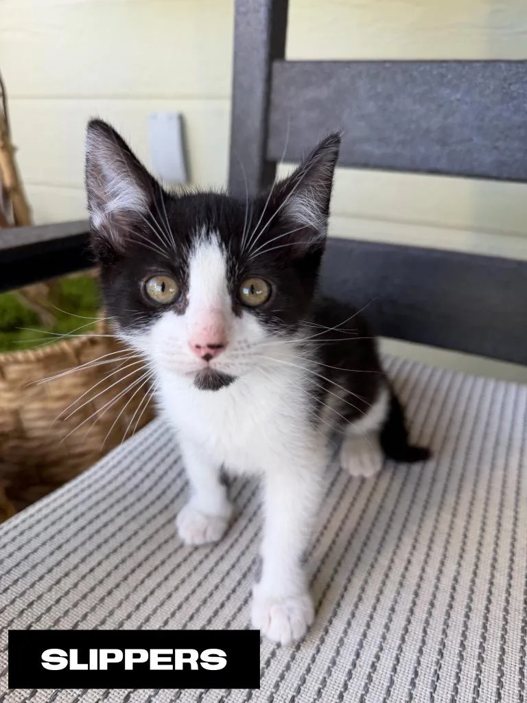 A baby small-sized male Domestic Short Hair cat named Slippers for adoption in San Jacinto, CA