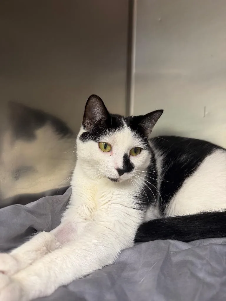 A baby medium-sized female Domestic Short Hair cat named Gia for adoption in Pomona, NY